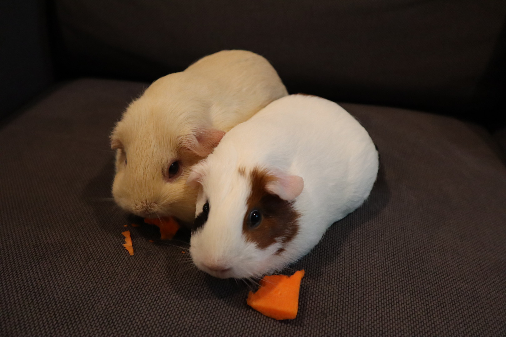 guinea-pig-carrot