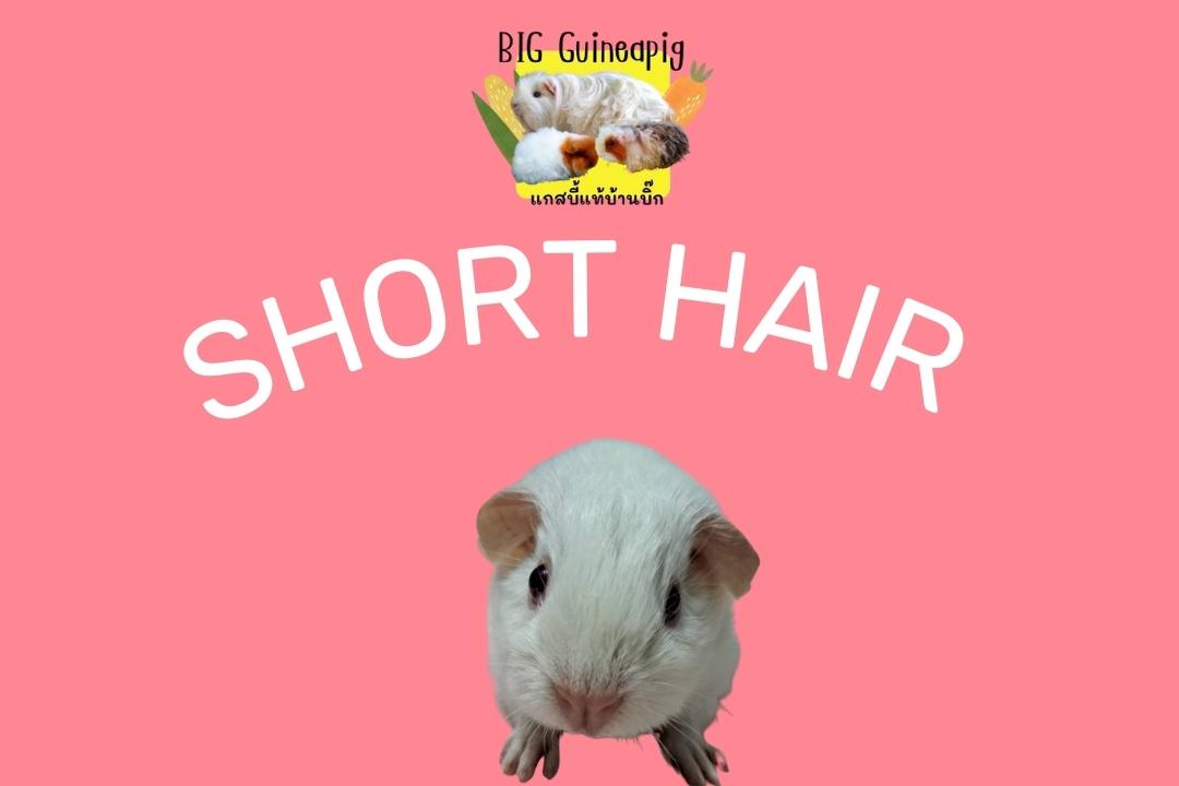 Read more about the article หนูแกสบี้สายพันธุ์ชอร์ตแฮร์ ขนสั้น ฟาร์ม BIG Guineapig