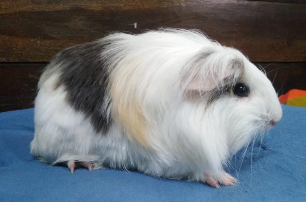 ภาพจากฟาร์ม Big Guineapig_หนูแกสบี้ซิลกี้ 2